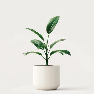 product 04 300x300 (1)