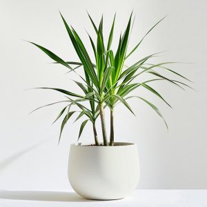 product 05 300x300 (1)