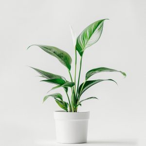 product 06 300x300